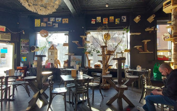Café Chat L'étoile