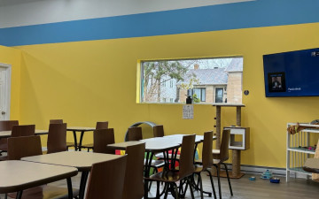 Café Cats & Friends